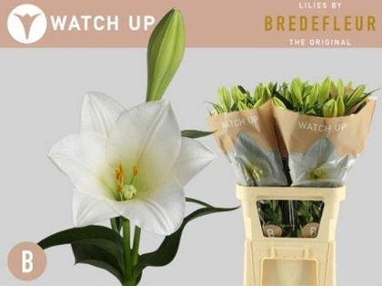 LYS LF WATCH UP 21FL 95CM 2 F+