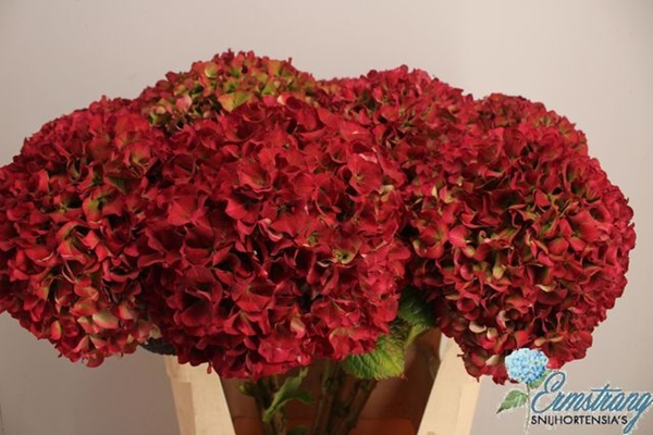 HORT. GLOWING ALPS CLASSIC 80CM