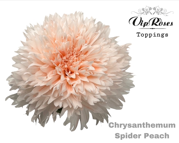 CHRYS. G KLB SPIDER PEACH 85G 70CM