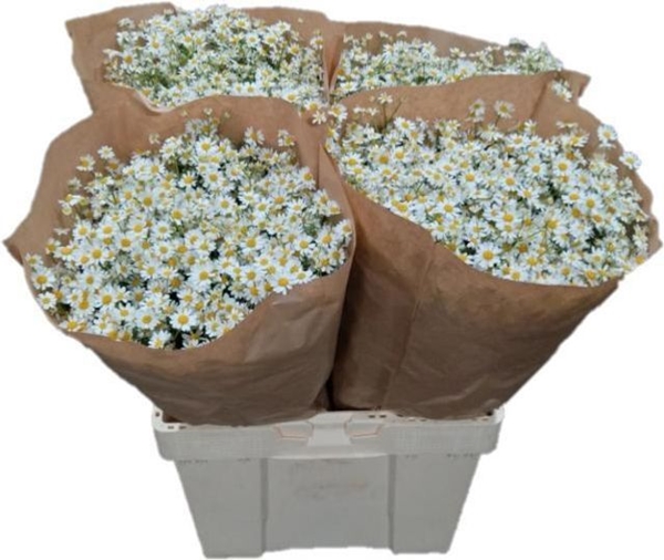 CAMOMILLE SINGLE VEGMO X25 60CM