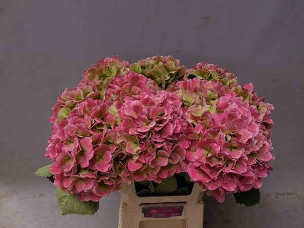 HORT. MONIKA CLASSIC 60CM