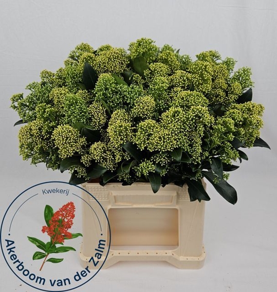 SKIMMIA FRANK WHITE BOS 45CM