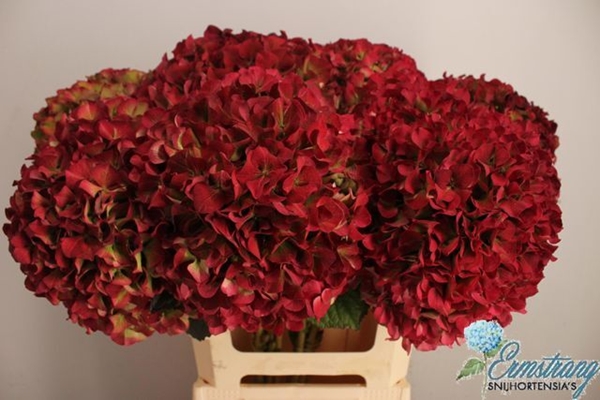 HORT. GLOWING ALPS CLASSIC 60CM