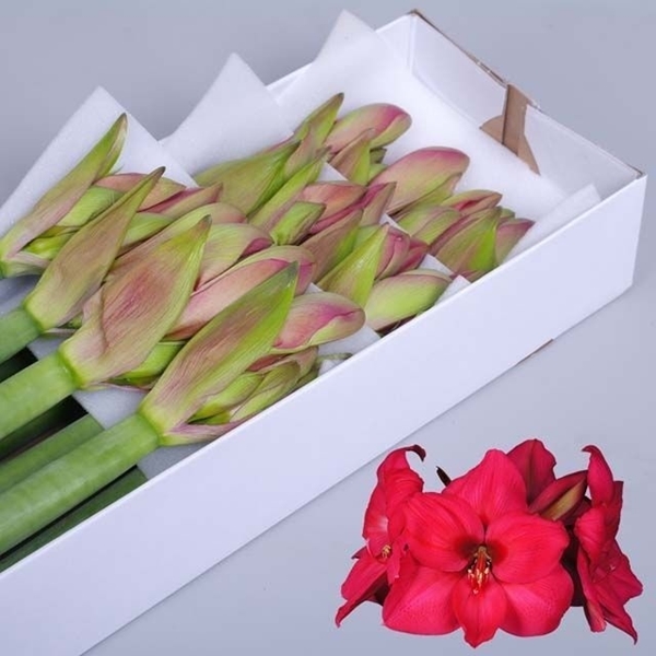 AMARYL. PLEASURE X12