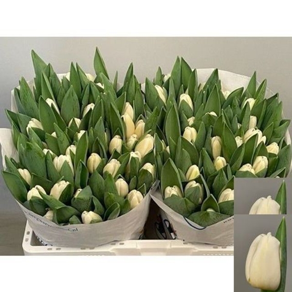 TULIPE ANTARCTICA 47G 40CM