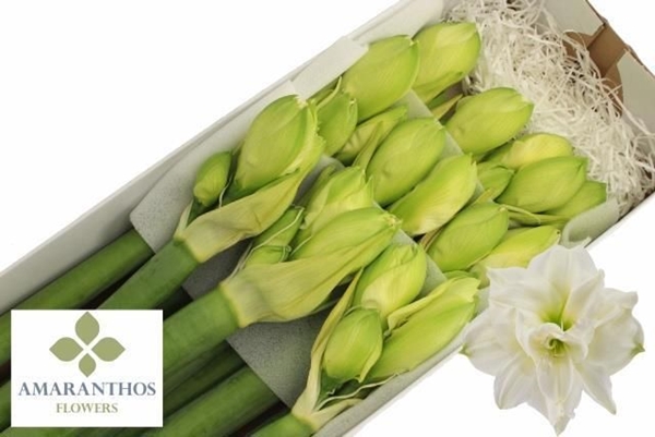 AMARYL. WHITE SYMPHONY X10