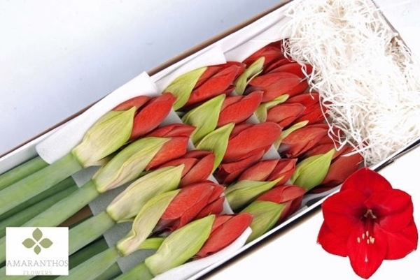 AMARYL. RED LION 4FX15