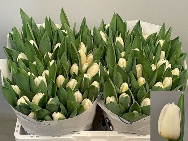 TULIPE ANTARCTICA 47G 40CM