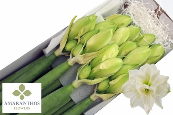 AMARYL. WHITE SYMPHONY X12