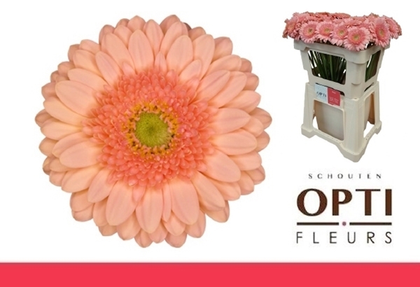 GERMINI AQUA X20 ICE CREAM 50CM