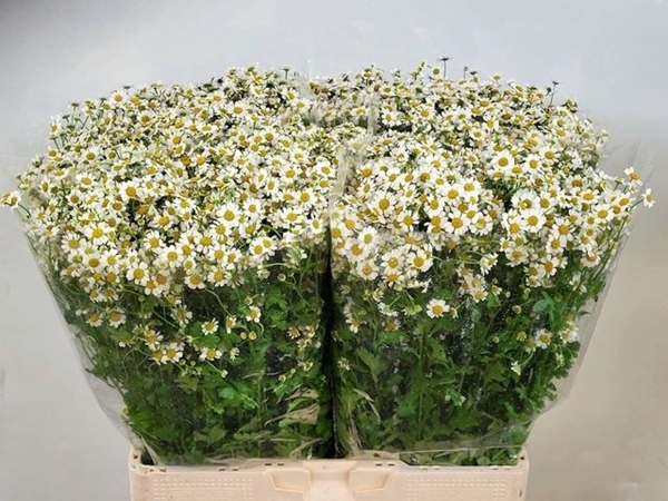 MATRICAIRE PA CAMERON 65CM