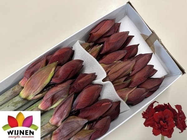 AMARYL. DOUB ROYALTY 4FX12