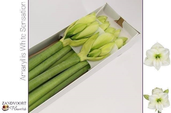 AMARYL. WHITE SENSATION 4FX1