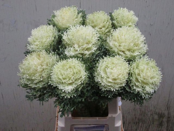 CHOUX CRANE FEA SNOW 65CM