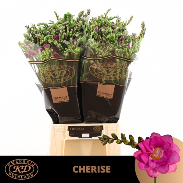 FREESIA CHERISE