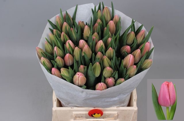 TULIPE TRESOR 50G 40CM