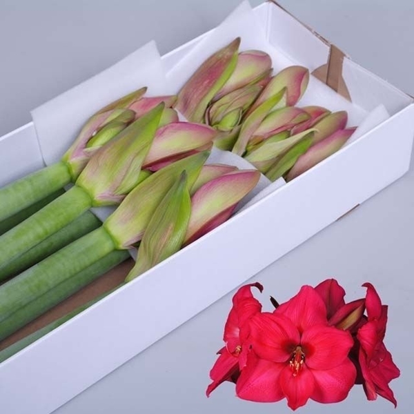 AMARYL. PLEASURE X10