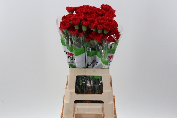 OEILLET RED SOHO 70CM