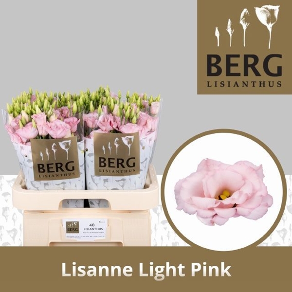LISIANTHUS LISANNE PINK 70CM