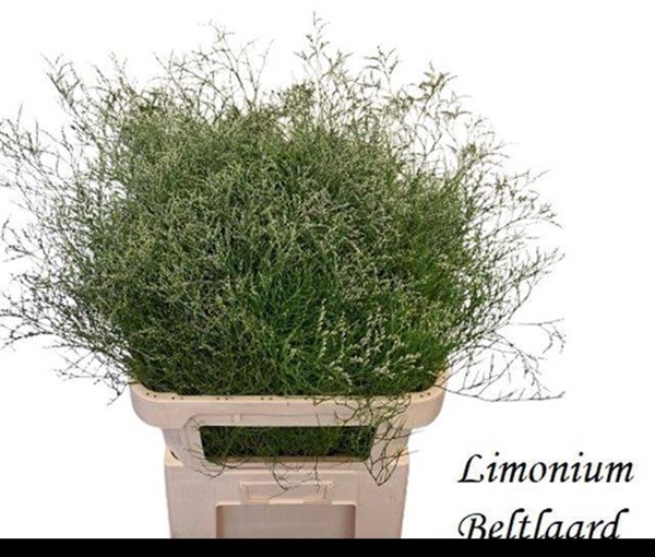 LIMONIUM BELTAARD 90CM 80G