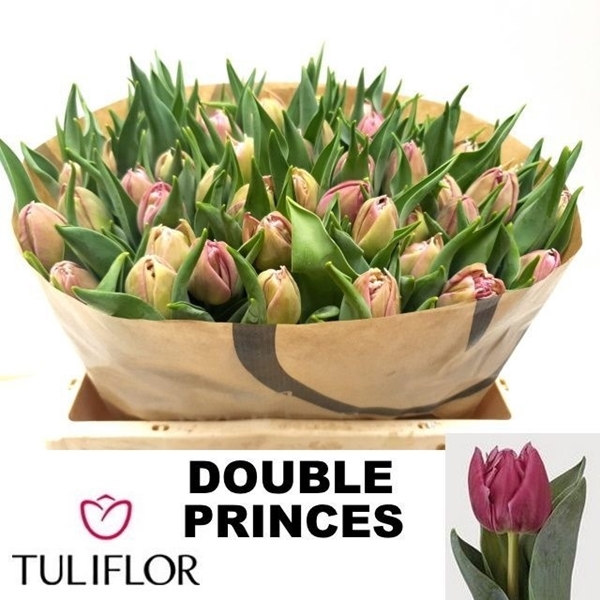 TULIPE DOUBLE PRINCES 43G 38CM