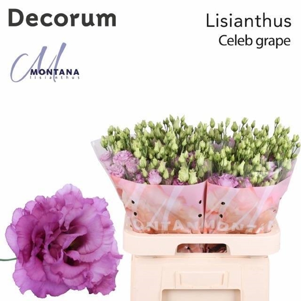 LISIANTHUS CELEB GRAPE 70CM