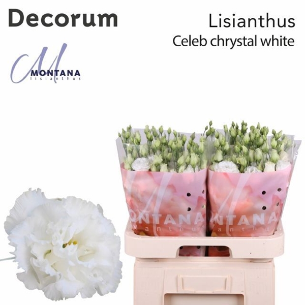 LISIANTHUS CELEB CHRYS.YSTAL 70CM