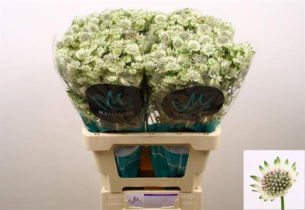 ASTRANTIA BILLION STAR XL 60CM