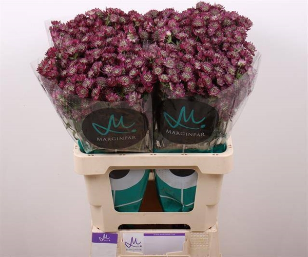 ASTRANTIA STAR OF DESIRE 60CM