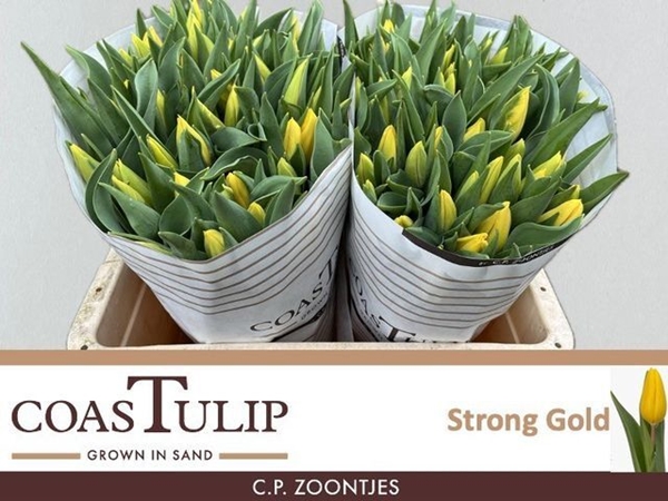 TULIPE STRONG GOLD 44G 42CM