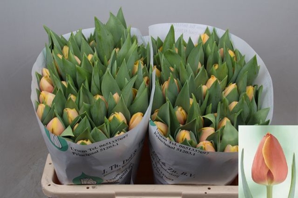 TULIPE MARIT 54G 40CM