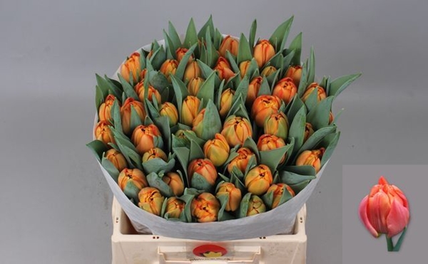 TULIPE LORENZO 36G 38CM
