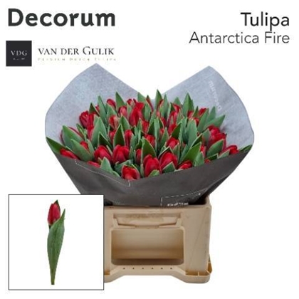 TULIPE ANTARCTICA FIRE 44G 38CM