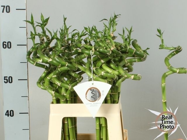 LUCKY BAMBOO SPIREEAAL 60CM