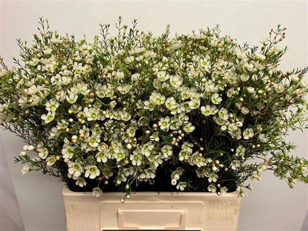 WAX ROMI ROSE SIRIUS 60CM