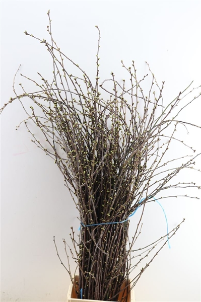 FLEUR DE CERISIER /BOTTE 80CM