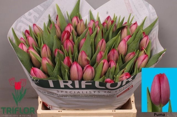 TULIPE PUMA 46G 39CM