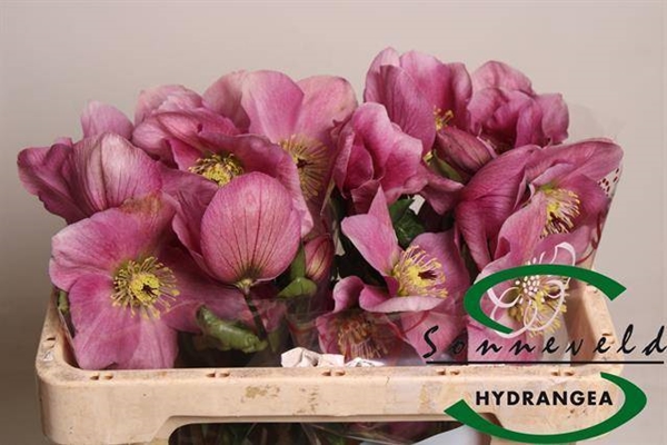 HELLEBORE BELLA PINK 50CM