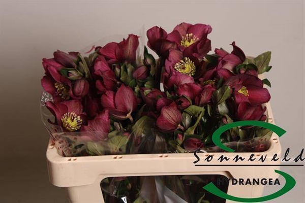 HELLEBORE SARA RED 50CM