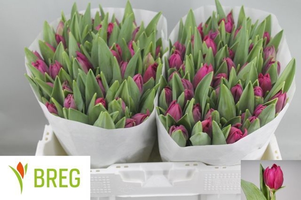 TULIPE MARGARITA 40G 36CM