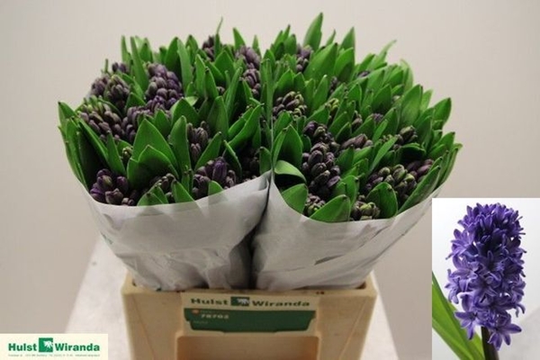 JACINTHE ATLANTIC 32CM