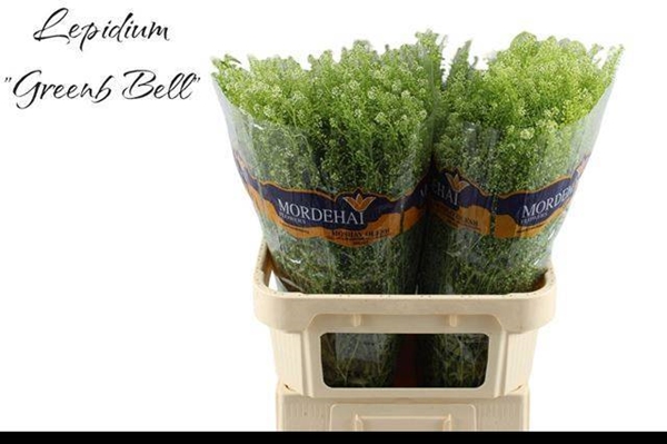 LEPIDIUM VERT BELL 80CM