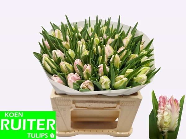 TULIPE CABANNA 35G 34CM