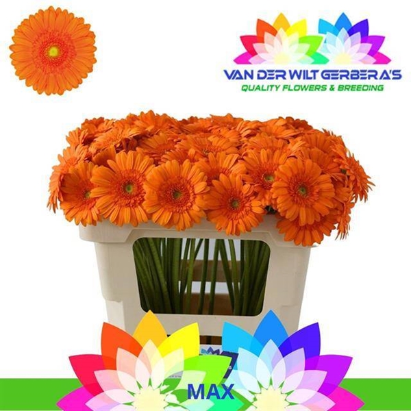 GERMINI AQUA X20 MAX 50CM