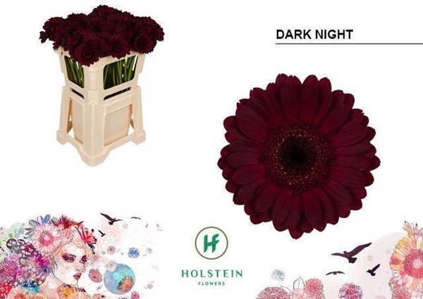 GERMINI AQUA X20 NIGHT 50CM