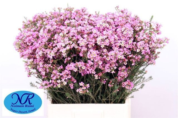 WAX ME GRAND AOEILLET 70CM