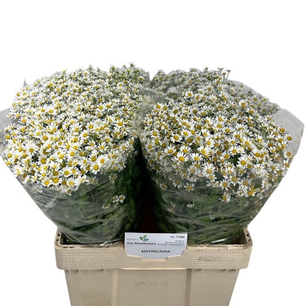 CAMOMILLE CAMERON 60CM