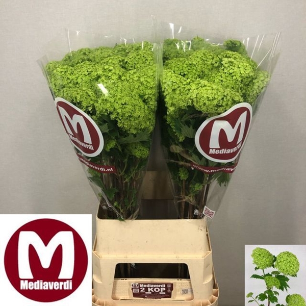 VIBURNUM OPULUS 100CM