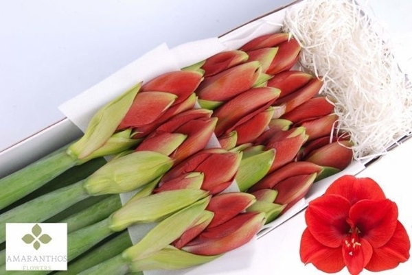 AMARYL. FERRARI X12 $$$