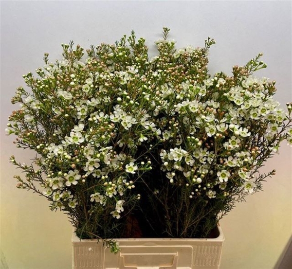 WAX ROMI ROSE SIRIUS 70CM